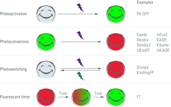 Highlighter-Proteins-Figure-1