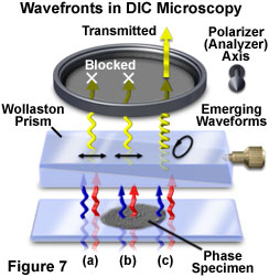 dic intro figure7