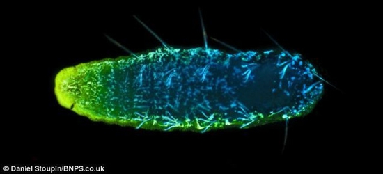 顯微鏡拍奇特熒光微生物：水蚤似外空來客