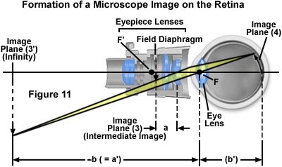 retinaimage